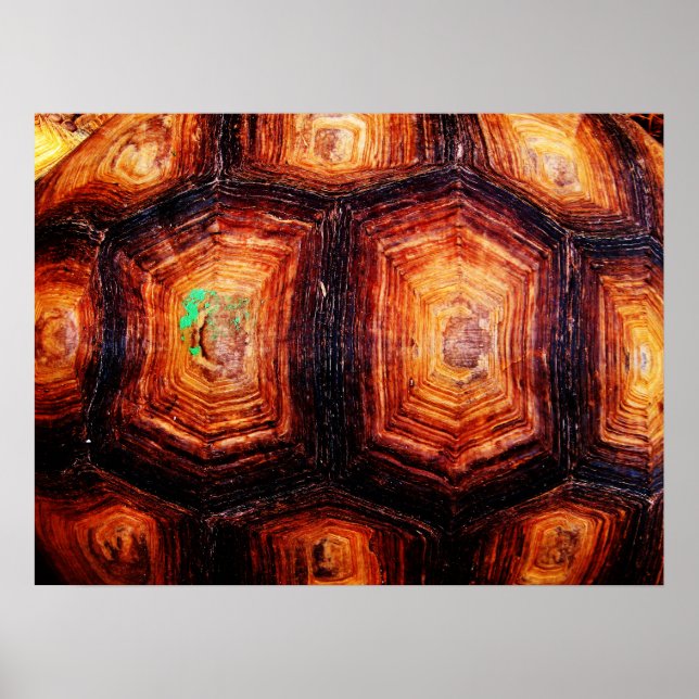 Tortoiseshell Poster (Vorne)