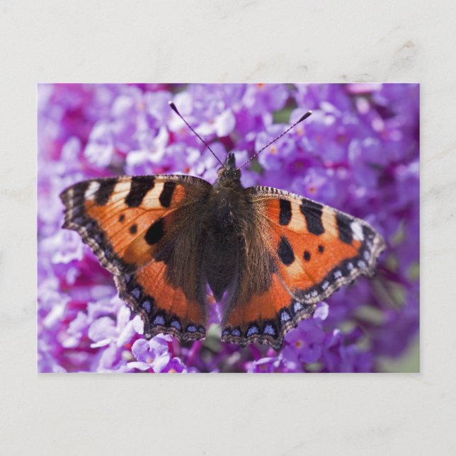Tortoiseshell Postkarte (Vorderseite)