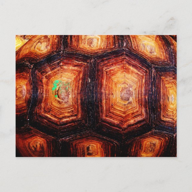 Tortoiseshell Postkarte (Vorderseite)