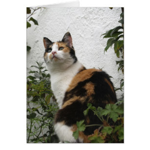 Tortoiseshell und Weiße Katze