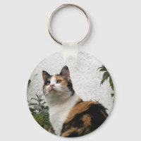 Tortoiseshell und Weiße Katze