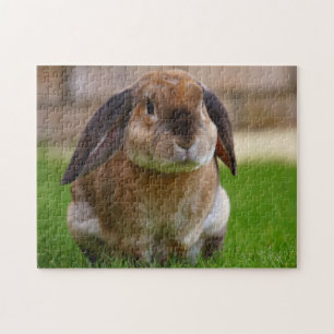 Tortoiseshell Velveteen Holland Lop Kaninchen