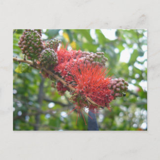 Tortola Blume Postkarte