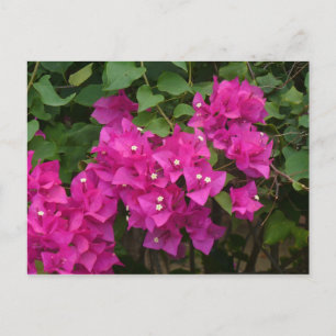 Tortola-Blume Postkarte
