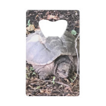 Tortue