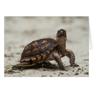 Tortue-boîte commune