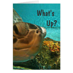 Tortue ce qui est vers le haut de Selfie
