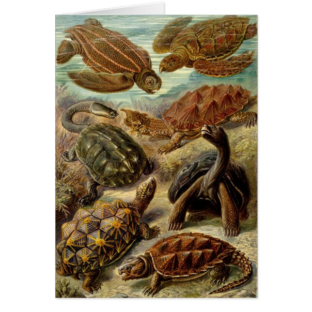 Tortue (Chelonia) par Haeckel (Devant)
