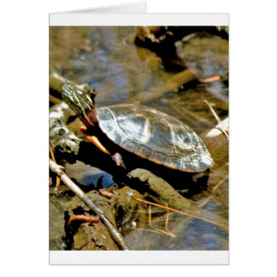 Tortue coulissante