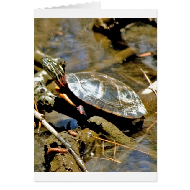 Tortue coulissante (Devant)