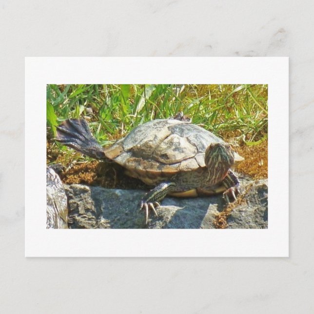 Tortue dansante - Carte postale (Devant)