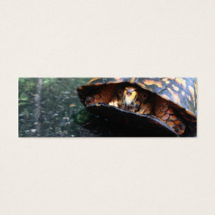 Tortue de boîte