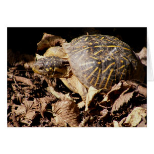 Tortue de boîte fleurie
