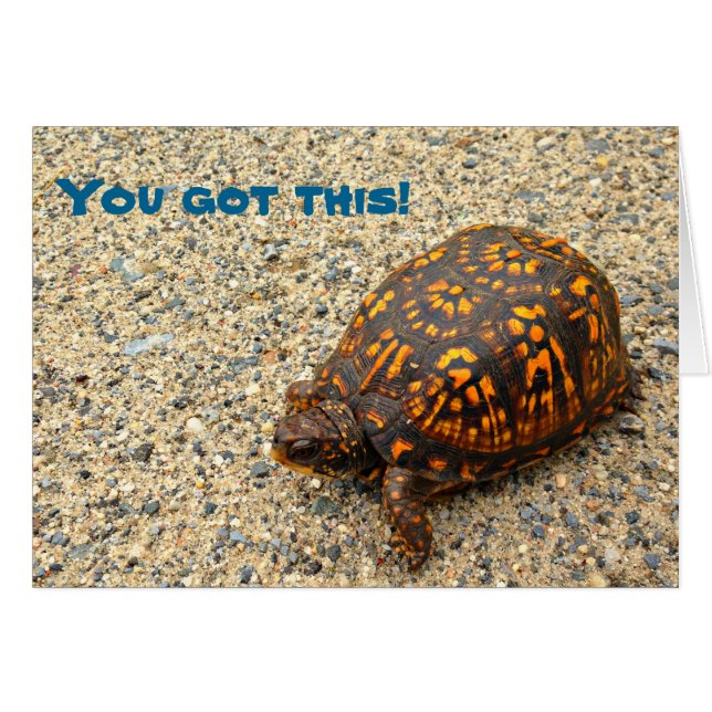 Tortue de boîte vous avez obtenu ceci ! (Devant horizontal)