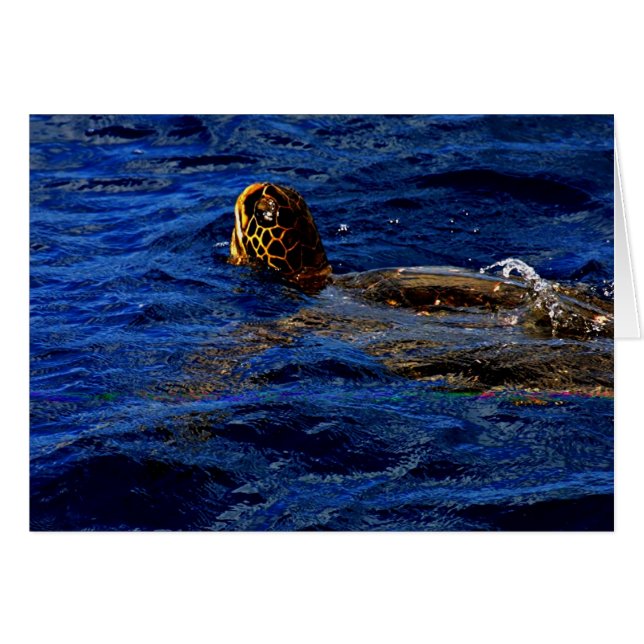 Tortue de mer (Devant horizontal)