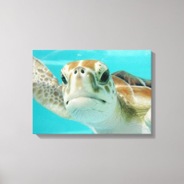 Tortue de mer dans les eaux mexicaines toile envel (Recto)