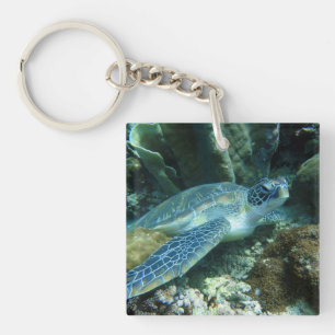 Tortue de mer sur la photo des fonds marins