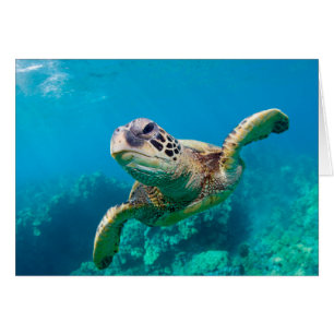 Tortue de mer verte nageant au-dessus du récif