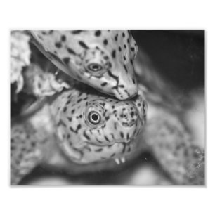 Tortue de musc de balénoptère, copie de photo