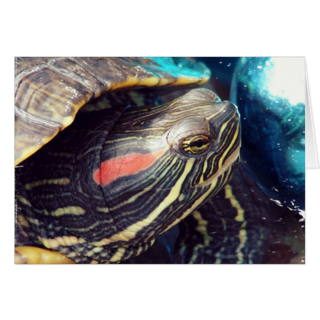 Tortue de Noël (Devant horizontal)