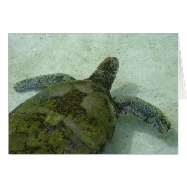 Tortue des Bahamas (Devant horizontal)