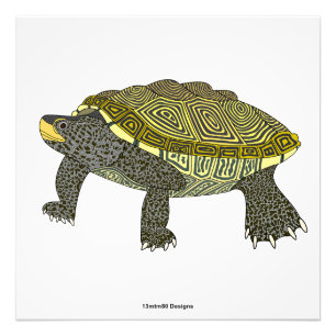 Tortue diamantée (blanche) - Impression photo
