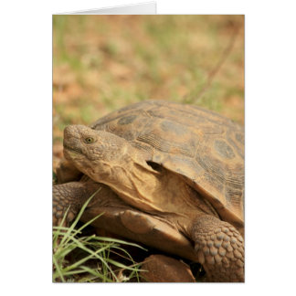 Tortue du désert de Sonoran