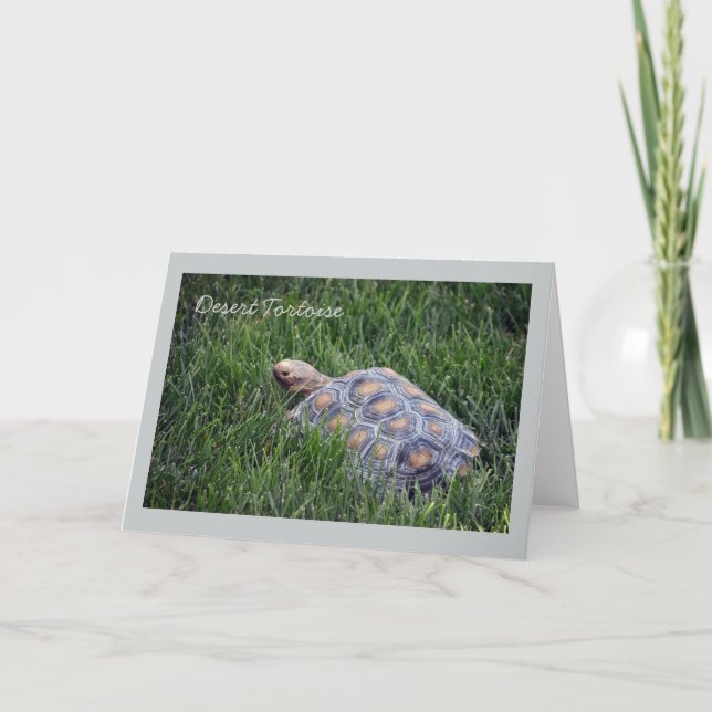 Tortue du désert en Grass vert Carte de voeux (Devant)