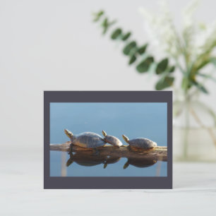 Tortue famille soleil sur une carte postale de jou