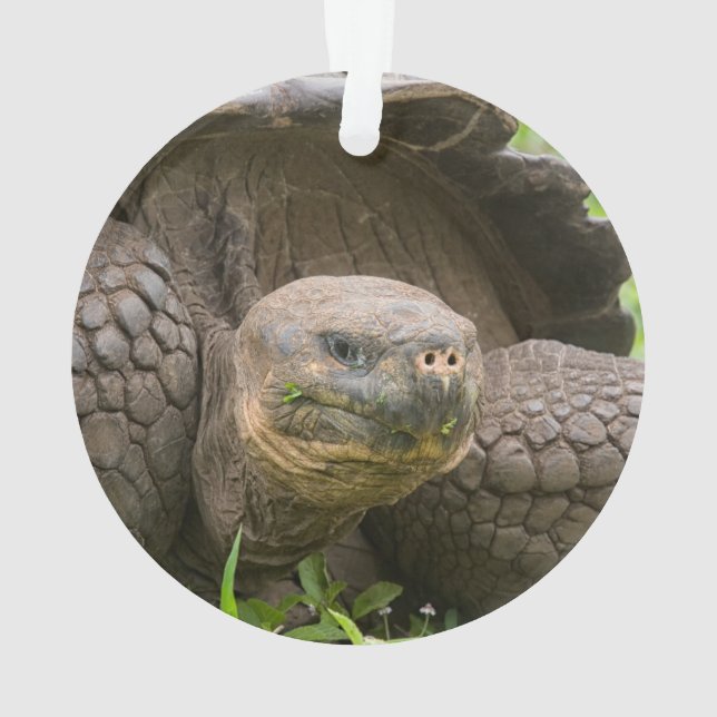 Tortue géante (dos)
