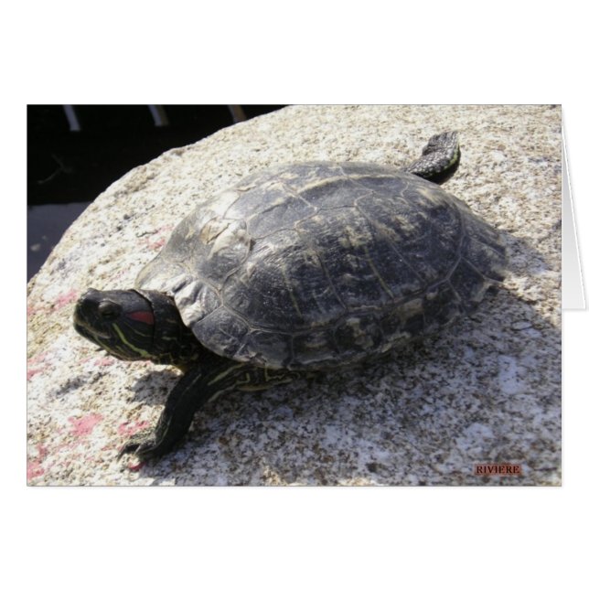 Tortue noire (Devant horizontal)