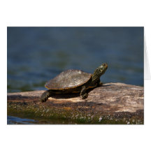 Tortue peinte sur un bûcher