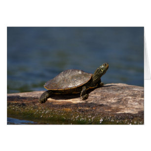 Tortue peinte sur une branche