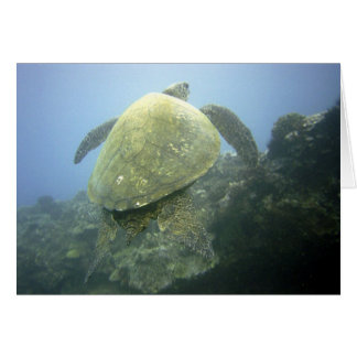 Tortue Pu'u Olai