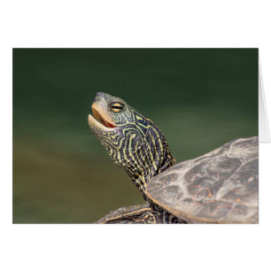 Tortue sur la rivière LaChute