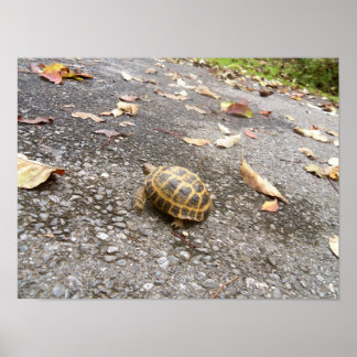 Tortue sur une affiche d'animal de mission