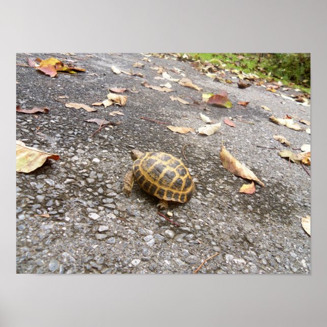 Tortue sur une affiche d'animal de mission (Devant)
