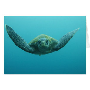 Tortue verte (Chelonia mydas agassisi), Centre