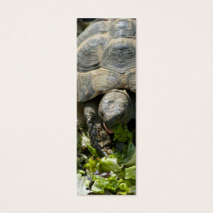 Tortues mignonnes