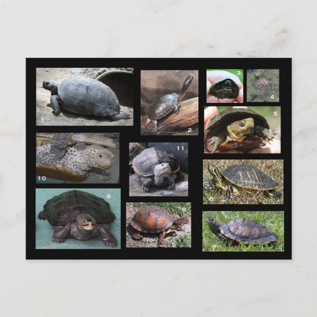 Tortues, Terrapins et Torts de carte postale SC (Devant)