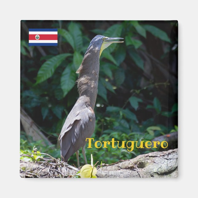 Tortuguero - Bare-Throated Tiger Heron Magnet (Vorne)