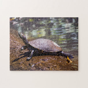 Tortuguero - Gelbbauch-Schmuckschildkröte