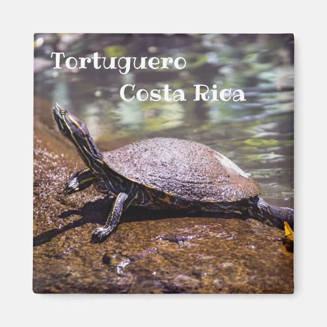 Tortuguero - Gelbbblasser-Schieber Schildkröte Magnet (Vorne)