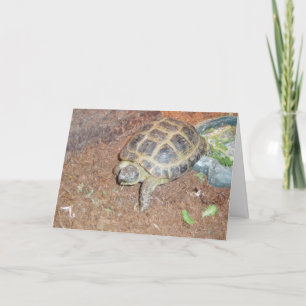 "Tortuse" Get Well Card Karte