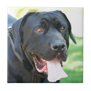 Tosa Inu Hund Fliese