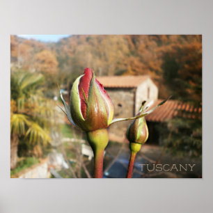 Toskanische Herbst-Rose. Toskana Poster