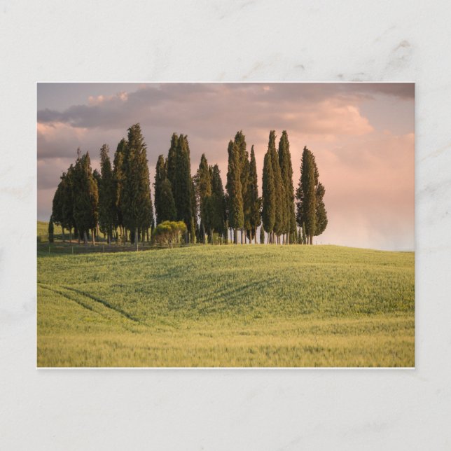 Toskanische Landschaft bei Sonnenuntergang Postkarte (Vorderseite)