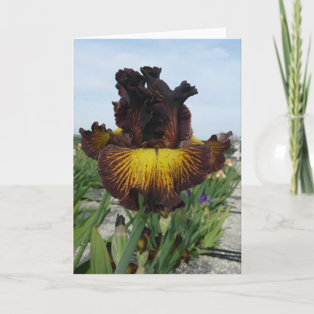 "TOSKANISCHER SOMMER-" RAUM-IRIS-GRUSS-KARTE KARTE (Vorderseite)