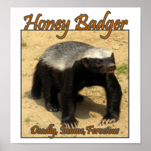 Tot geisteskranker, wilder Honig-Dachs-Druck Poster