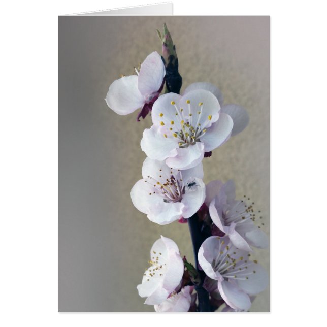 tôt le matin (Devant)